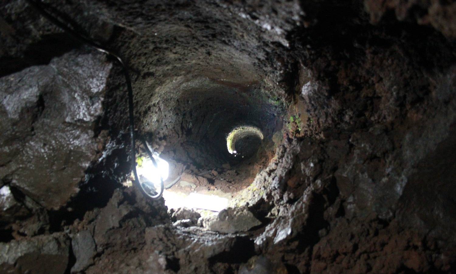 フラミンゴ　グルーン