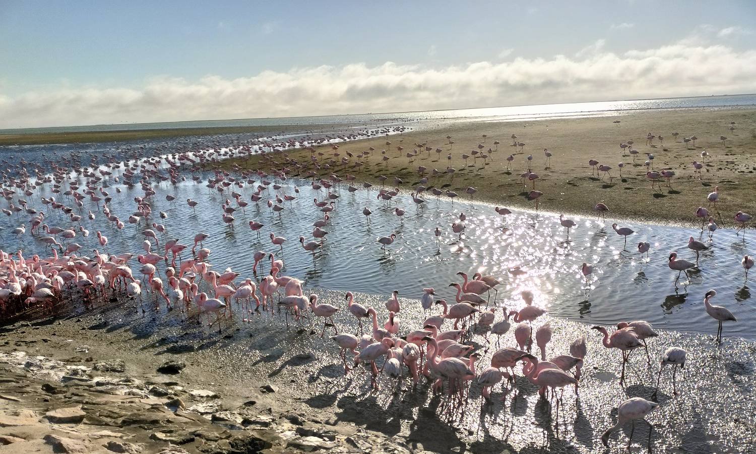 フラミンゴ　グルーン