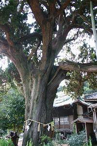 ���Ԉ�Y-��P�@�̌Ö�