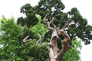 ���Ԉ�Y-����Ƃ̂тႭ����