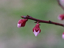 知多半島　佐布里の梅