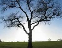 �K���̃n�[�g